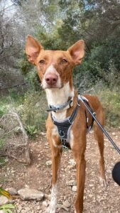 Canela1
