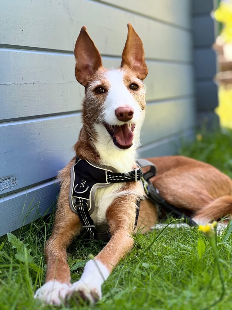 Bodie2