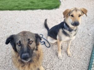 Bonnie and Clyde1
