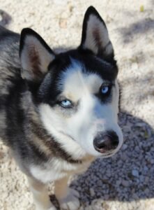 Nala4