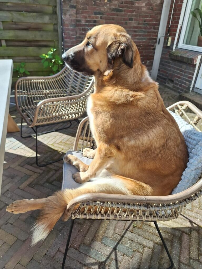 Norma1