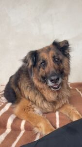 Suri
