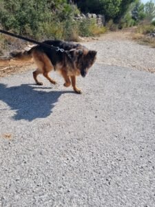 Suri4