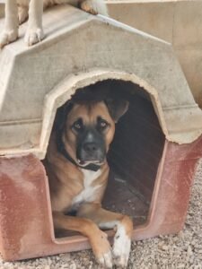 Thor new
