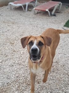 Maya