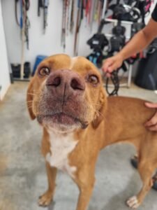 Paco
