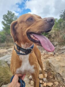 Paco3