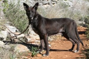 websiteakira_IMG_0576