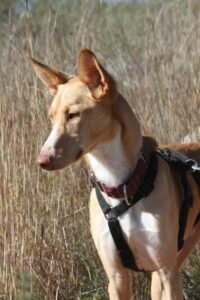 websiteakira_IMG_1010