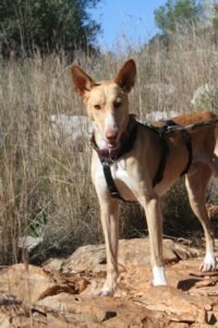 websiteakira_IMG_1039