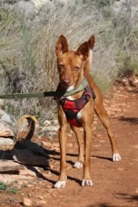 websiteakira_IMG_1202