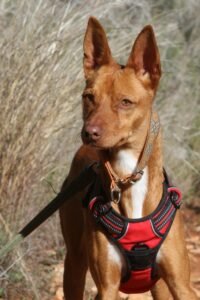 websiteakira_IMG_1225