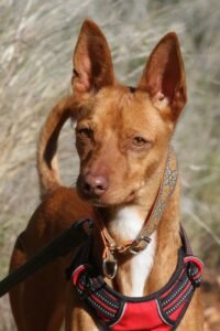 websiteakira_IMG_1239