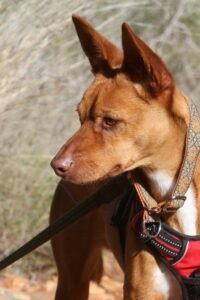 websiteakira_IMG_1307