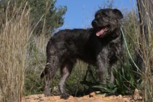 deel3akira_IMG_5065