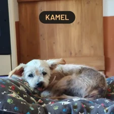 Kamel
